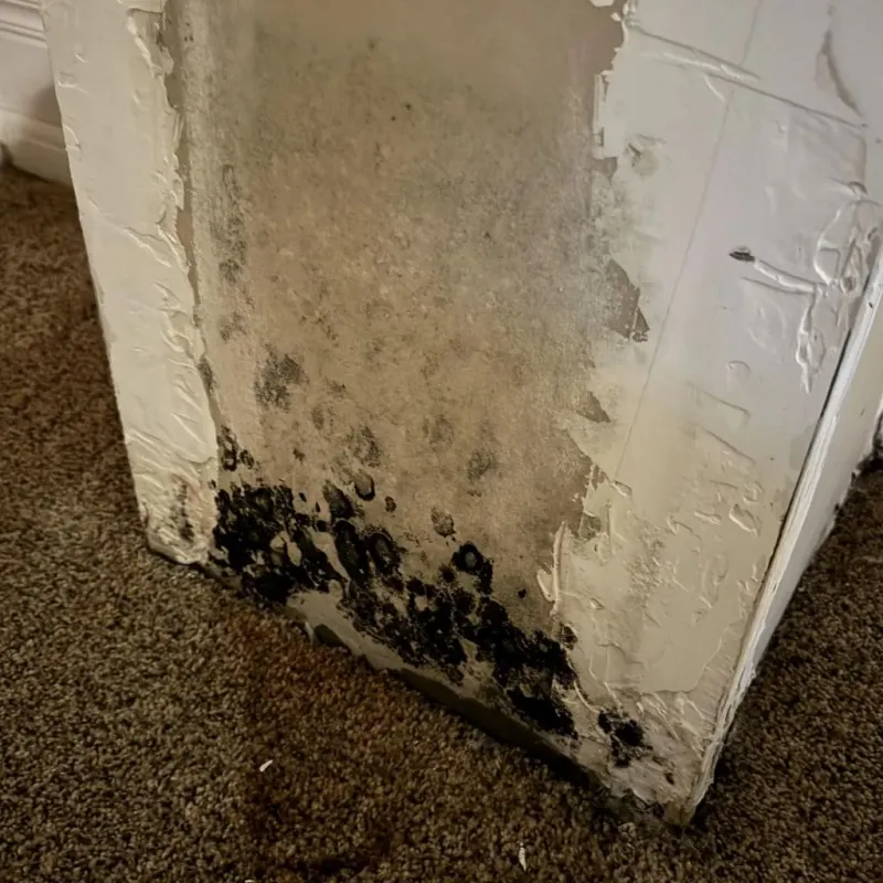 Professional Mold Removal in Heath, TX
